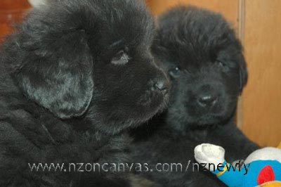 Six week old Newfoundland pups