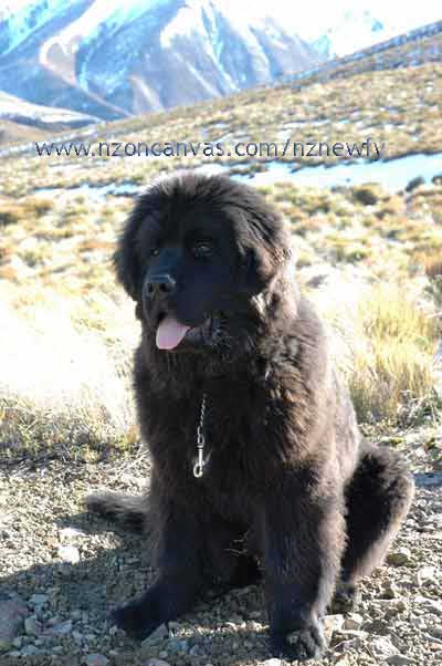 Six month old Newfoundland puppy