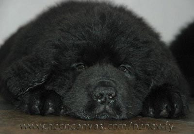 ten week old Newfoundland Puppy