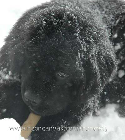 Newfoundland Puppy Henry's first snow