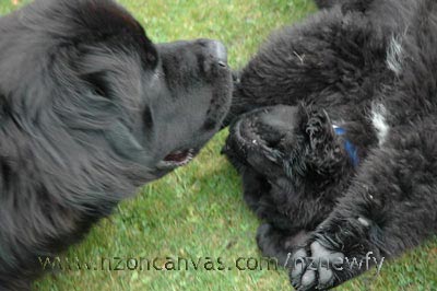 Newfoundlands Kiwa & Henry