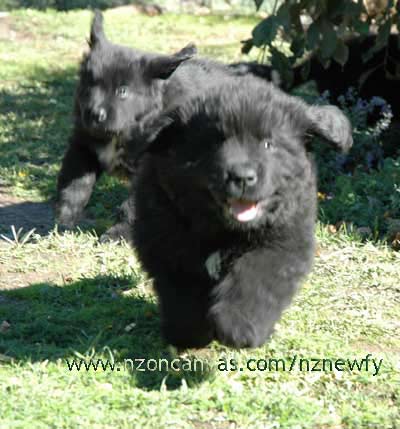 Newfoundland Puppy Henry