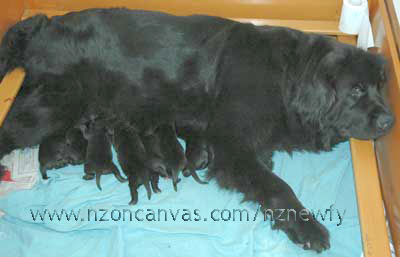 Piat with Henry & littermates