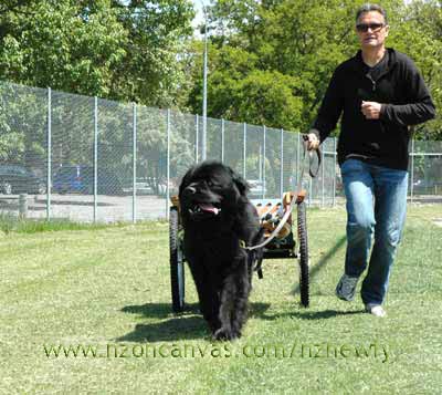 Newfoundland Henry pulling Wellington's cart