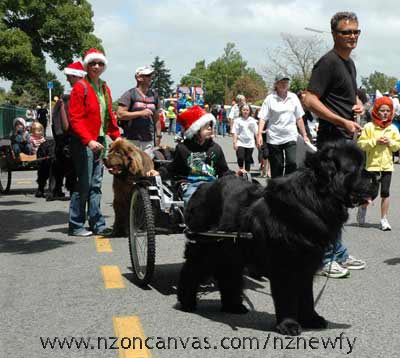 Newfoundland Henry at the Rangiora Christmas Parade 2011 