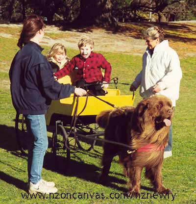 Newfoundland Wellington's first day of carting