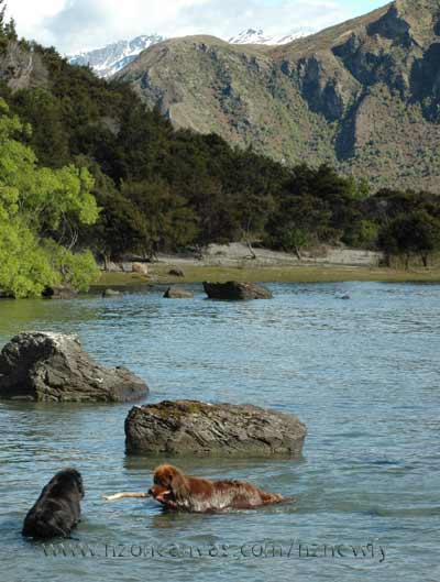 Newfoundlands Henry & Enzo swimming in Lake Wanaka