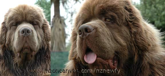 Newfoundland Enzo at 19 months