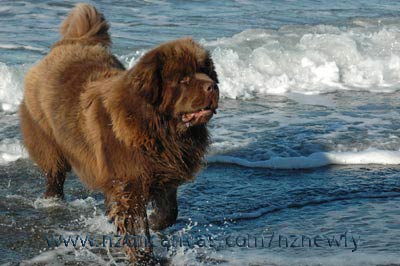 Newfoundland dog Enzo, almost two years of age