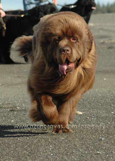 Newfoundland Enzo at the beach