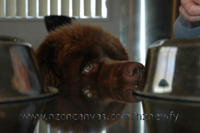 Newfoundland Enzo supervises the preparation of his birthday dinner.