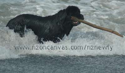 Henry's Dad, Maverick