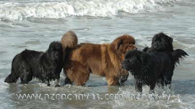 Newfoundlands enjoying a mid winter swim