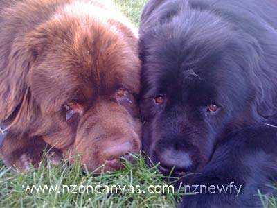 Henry looking after Enzo while he recovers