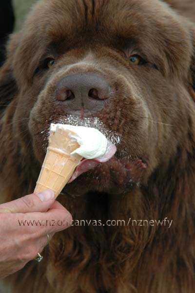 Newfoundland Enzo with his ice cream