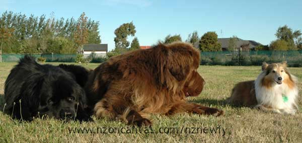 Enzo is intrigued with his new house guest, Kelsey, the Shelty.
