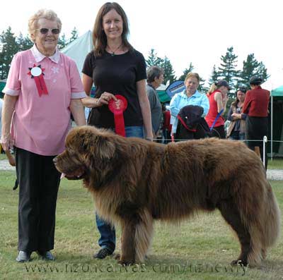 Newfoundland Enzo wins Best in the A&P show