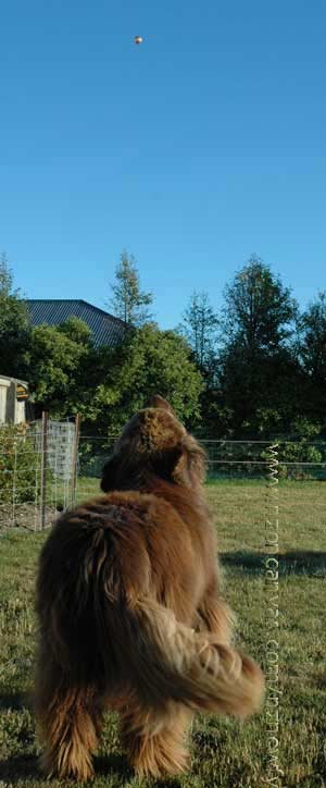 Enzo keeps the hot air balloons away