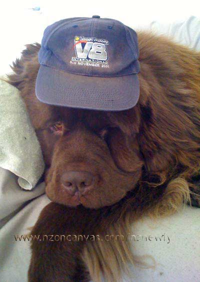 Newfoundland Enzo taking time out on the couch