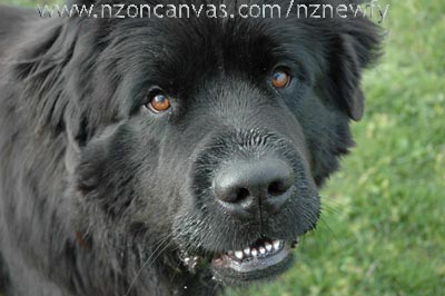 Newfoundland dog, Henry at 17 months