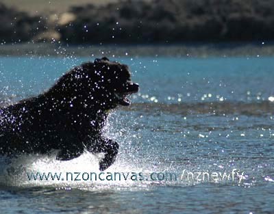 Newfoundlands love water