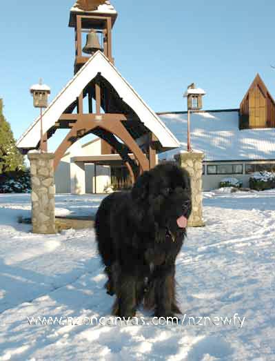 Newfoundland dog Henry