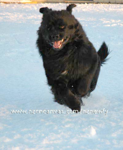 Newfoundland Henry enjoying winter