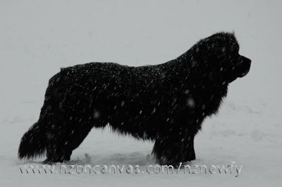 Newfoundland Henry at 28 months