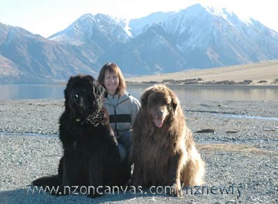 Newfoundland dogs Henry & Wellingon at Lake Coleridge