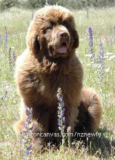 Newfoundland puppy Enzo at five months