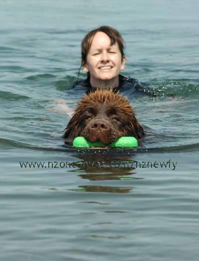 Newfoundland puppy Enzo swimming