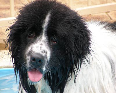 Newfoundland Ike from Western Australia