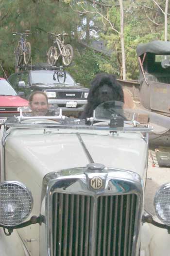 Newfoundland Clancy from Grass Valley, CA.