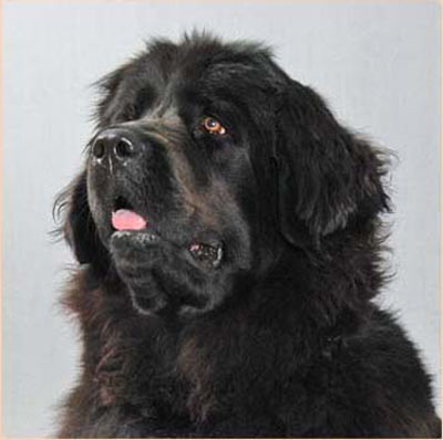 Newfoundlander Eliza from Germany