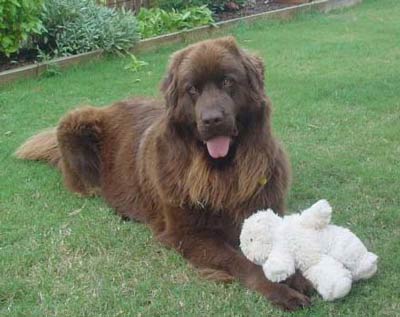 Newfoundland Hugo from Queensland, Australia