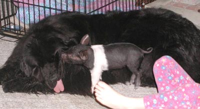 Newfoundland Lark from Massachusetts