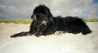 Newfoundland Molly from Berkshire, England
