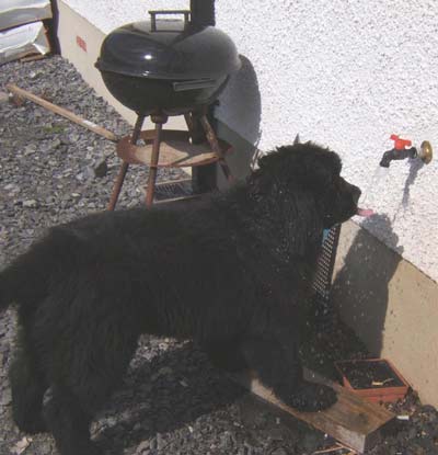 Newfoundland Morgan from Northern Ireland