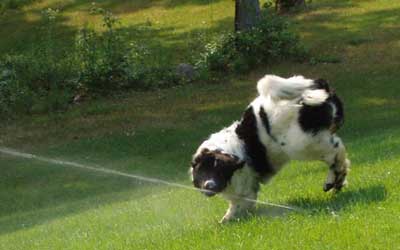Newfoundland Nova from Massachusetts