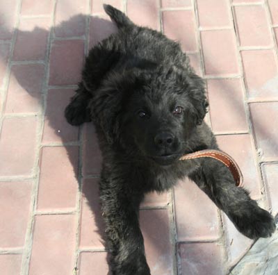 Newfoundland Summer from Beijing