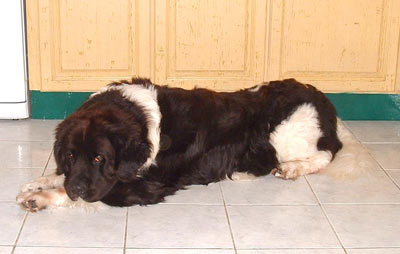 Newfoundland teddy from Cheshire, England