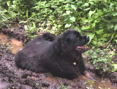 Newfoundland Amy from the UK