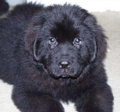 Newfoundland pup Cindy from LA, California