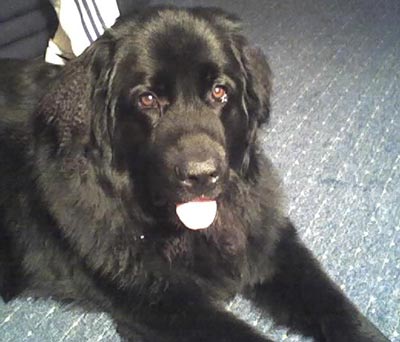 Newfoundland Diesel from North Wales, UK