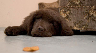 Newfoundland Gaia from Finland