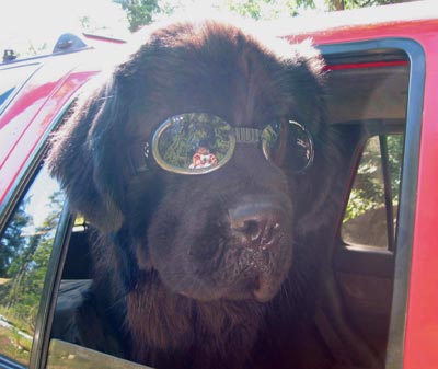 Newfoundland Gizmo from Ladysmith, B.C, Canada
