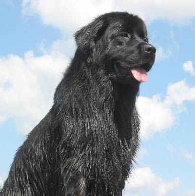 Newfoundland Holly from Cambridge, Ontario