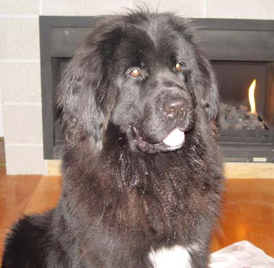 Newfoundland Huff, from Christchurch, New Zealand