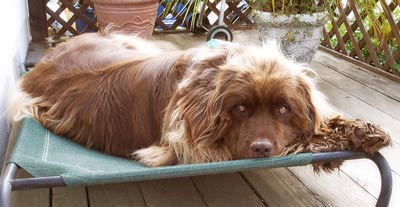 Newfoundland Ishmael from San Francisco