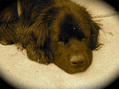 Newfoundland Norman from Garden City, MI, USA